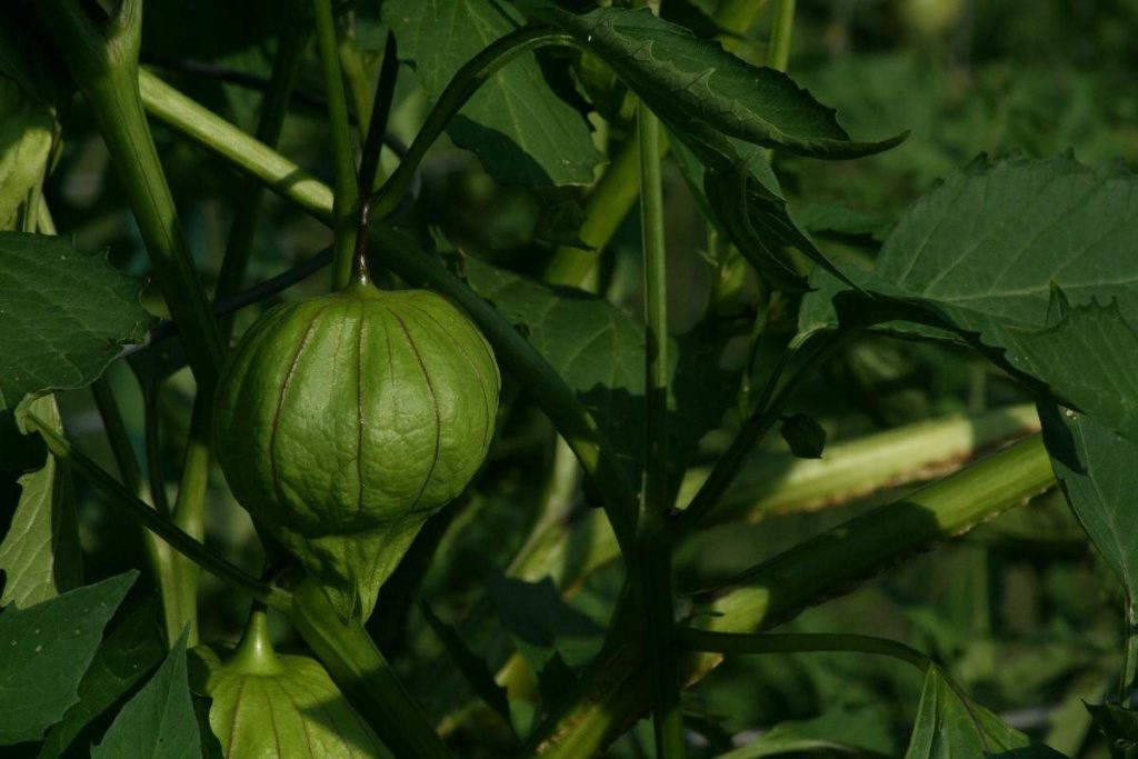 How tall do tomatillo plants grow Idea