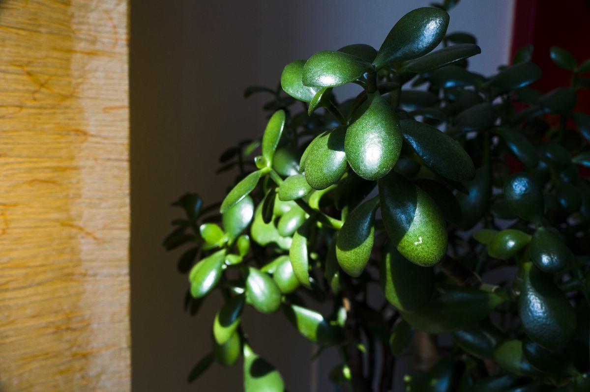 Light Requirement for Growing Jade Plants in Pots.