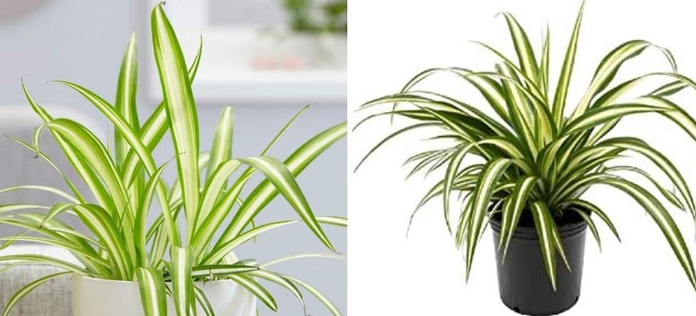 Process of Growing Spider Plants Indoors.