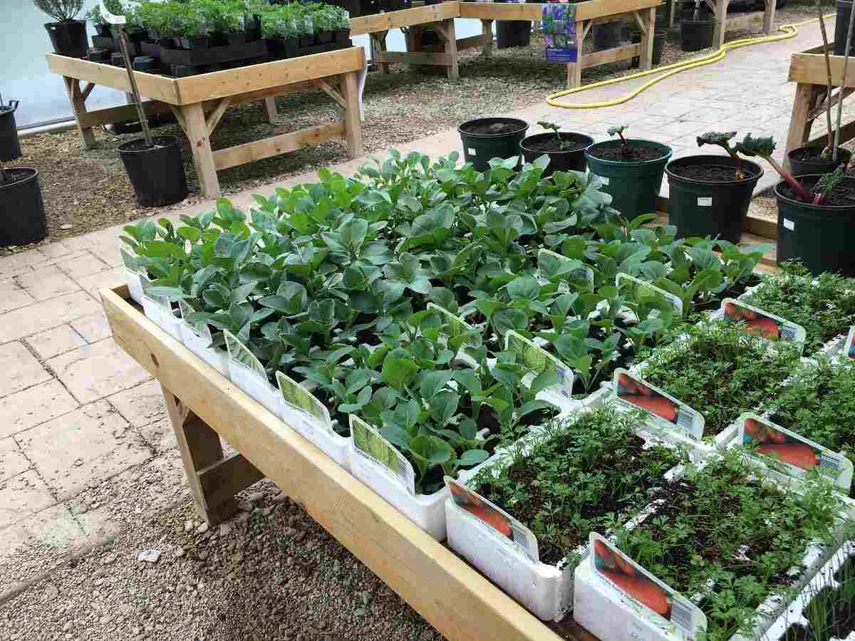 The Advantages of Starting a Gardening Business.