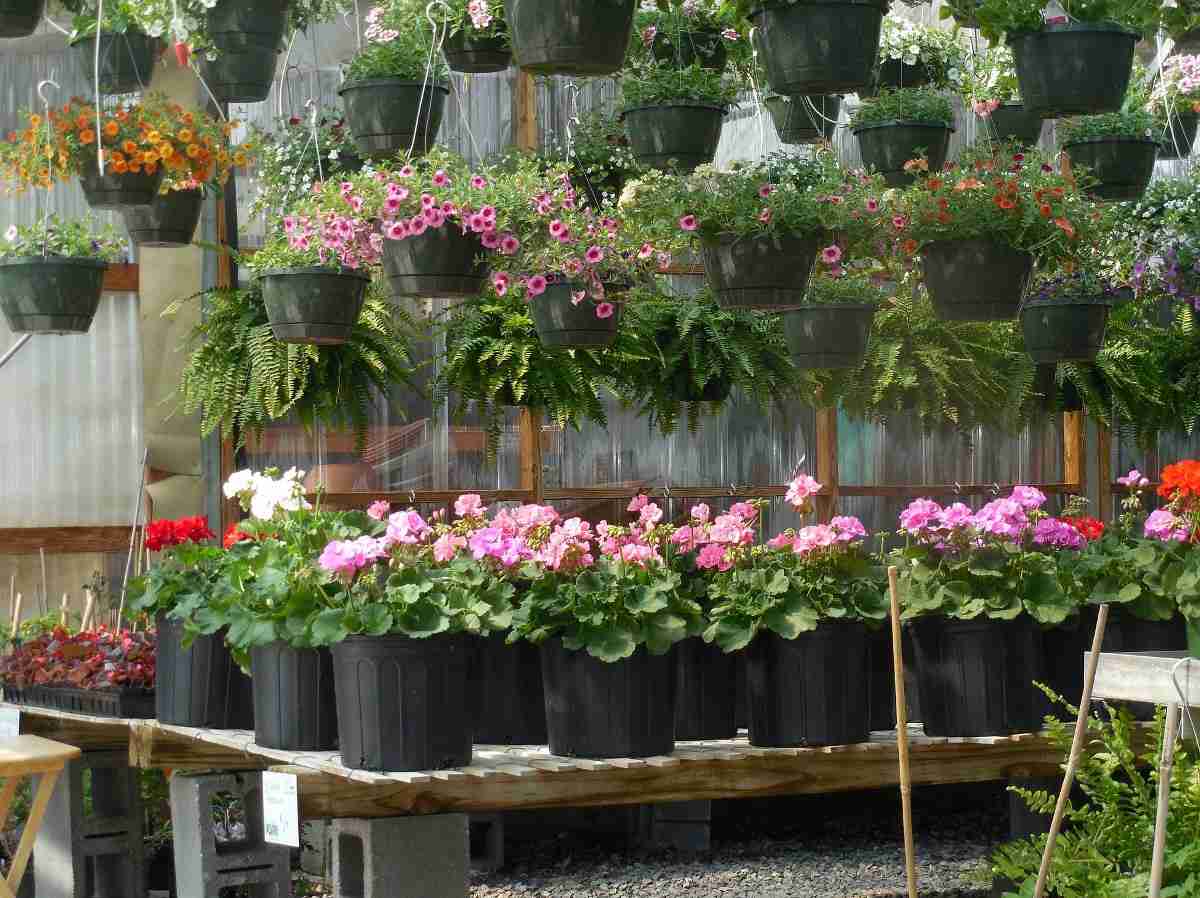 Tips to Start a Backyard Plant Nursery