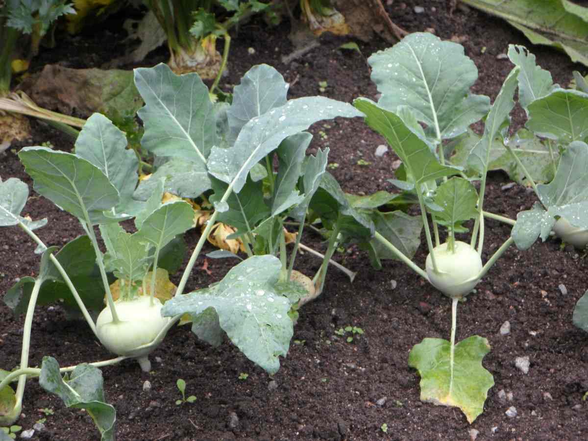 Questions about Growing Kohlrabi