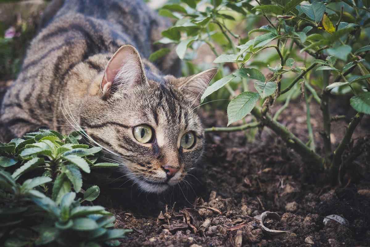 Protect the Garden from Animals