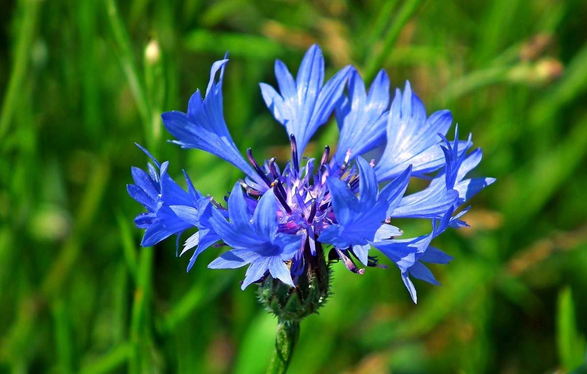 Tips for Growing Cornflowers in Containers