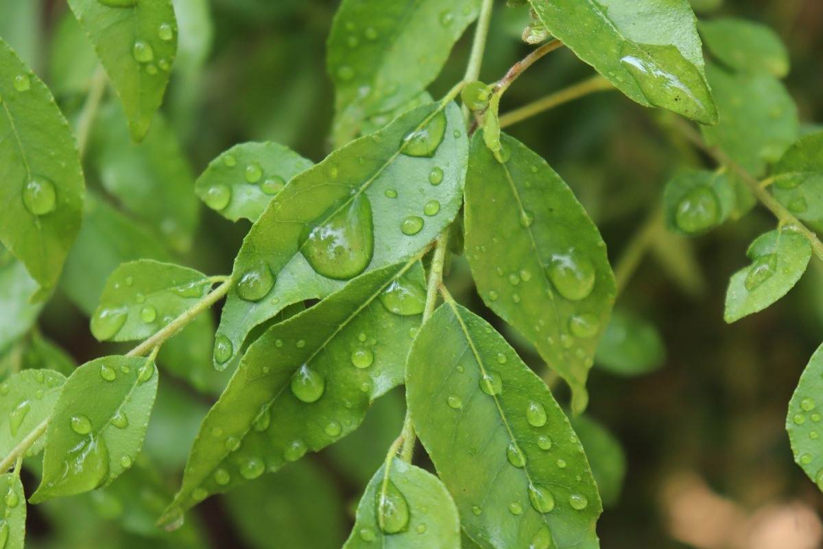 Conditions for Growing Organic Curry Leaves