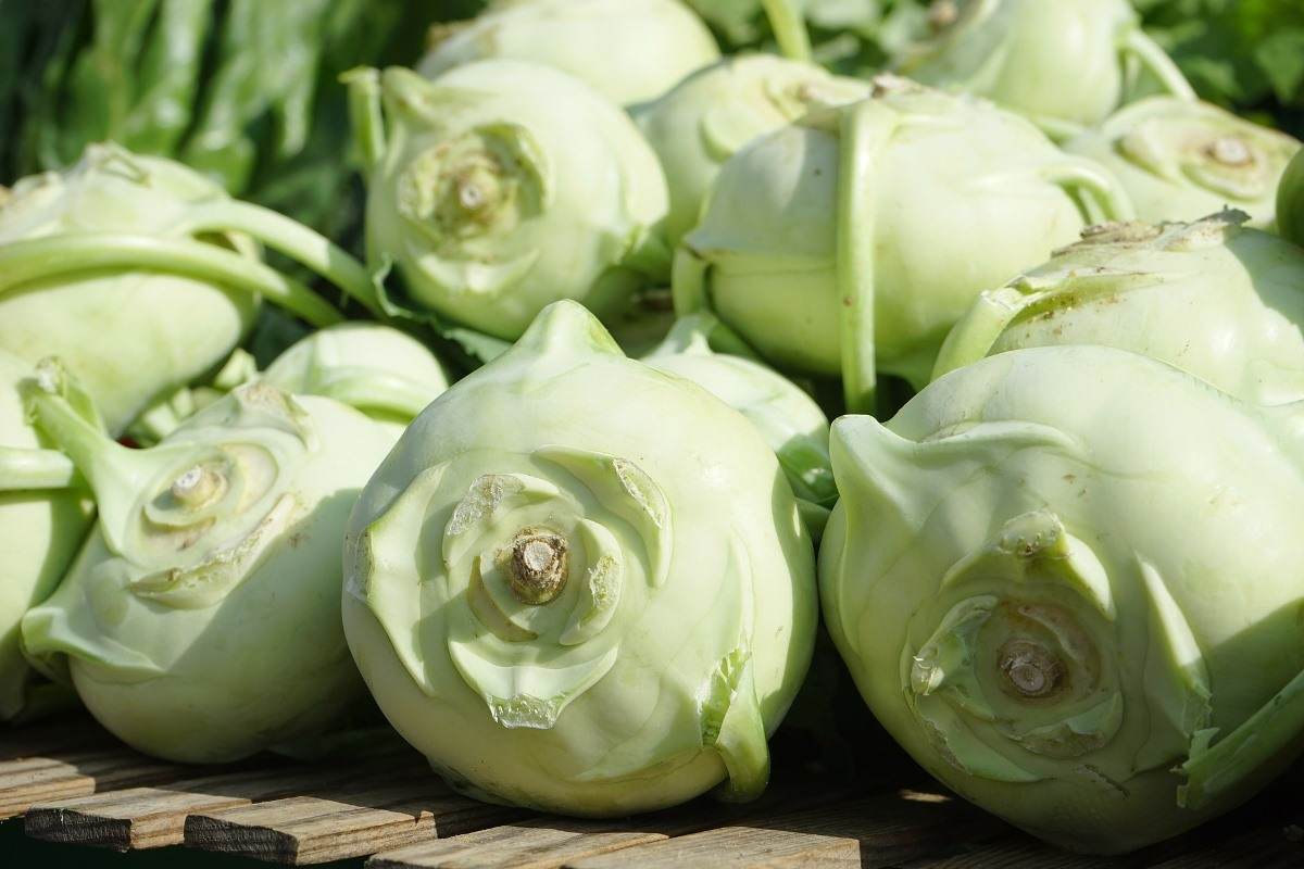 When and How to Harvest Kohlrabi