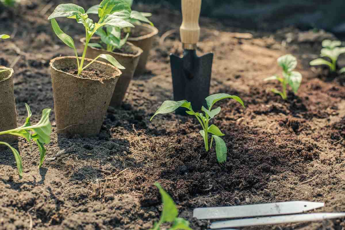 Growing Vegetables at Home