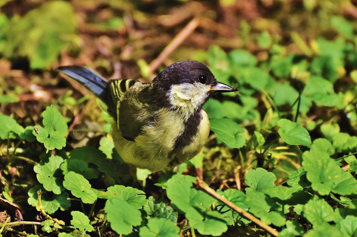 Protecting Your Garden From Animals and Birds | Gardening Tips