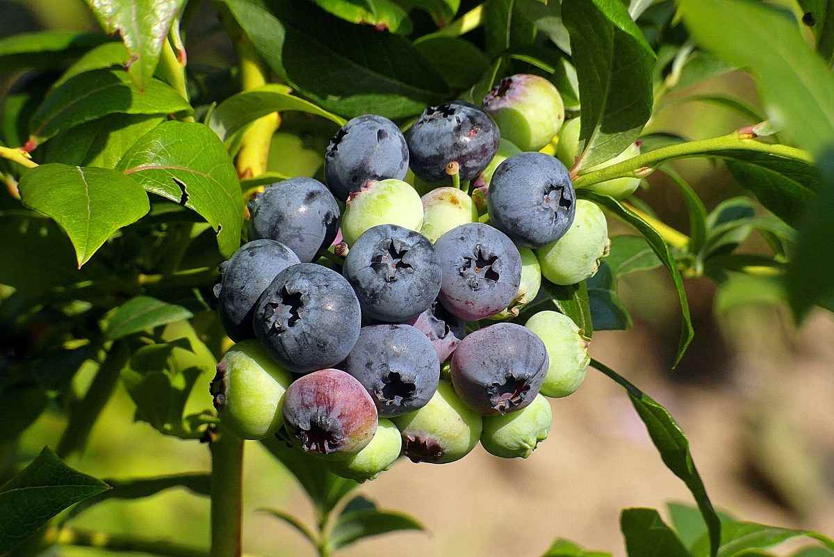 Protecting Blueberries from Birds