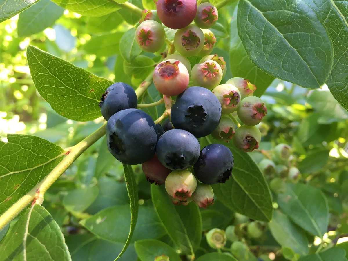 Questions about Growing Blueberries 