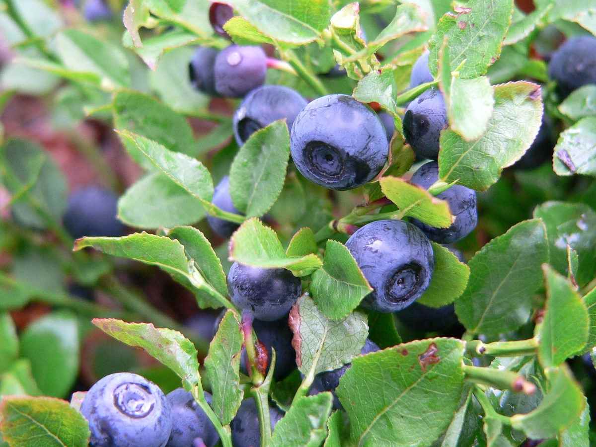 Organic Blueberry Fruit Seeds Easy to Grow Fruit Vegetable Seeds for Indoors Balcony 