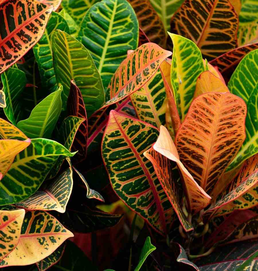 Questions for Growing Croton Plants