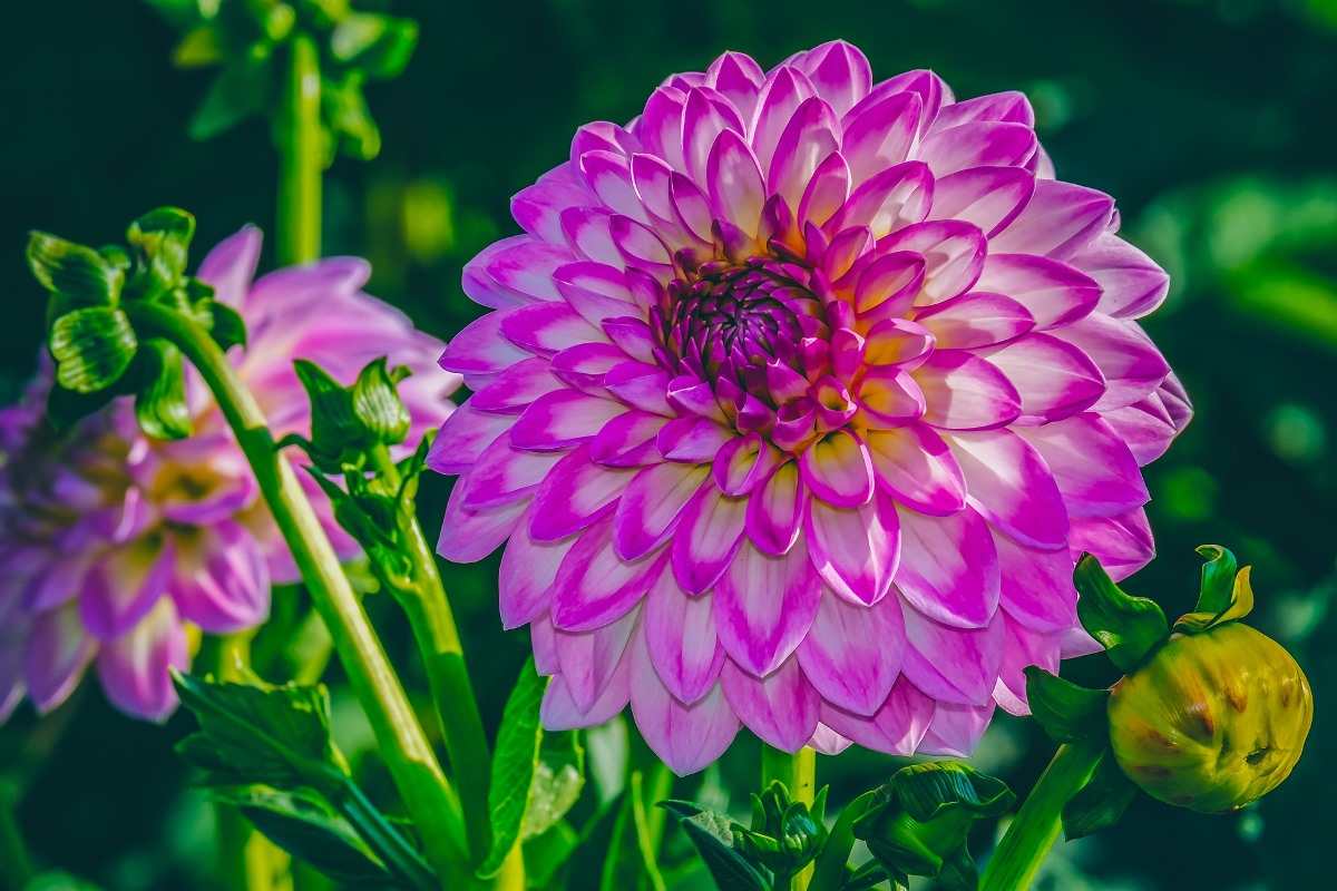 Soil Requirement for Growing Dahlia