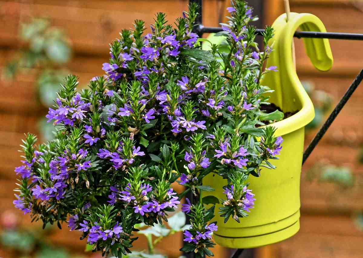 How to Maintain Flowers in Pots At Home