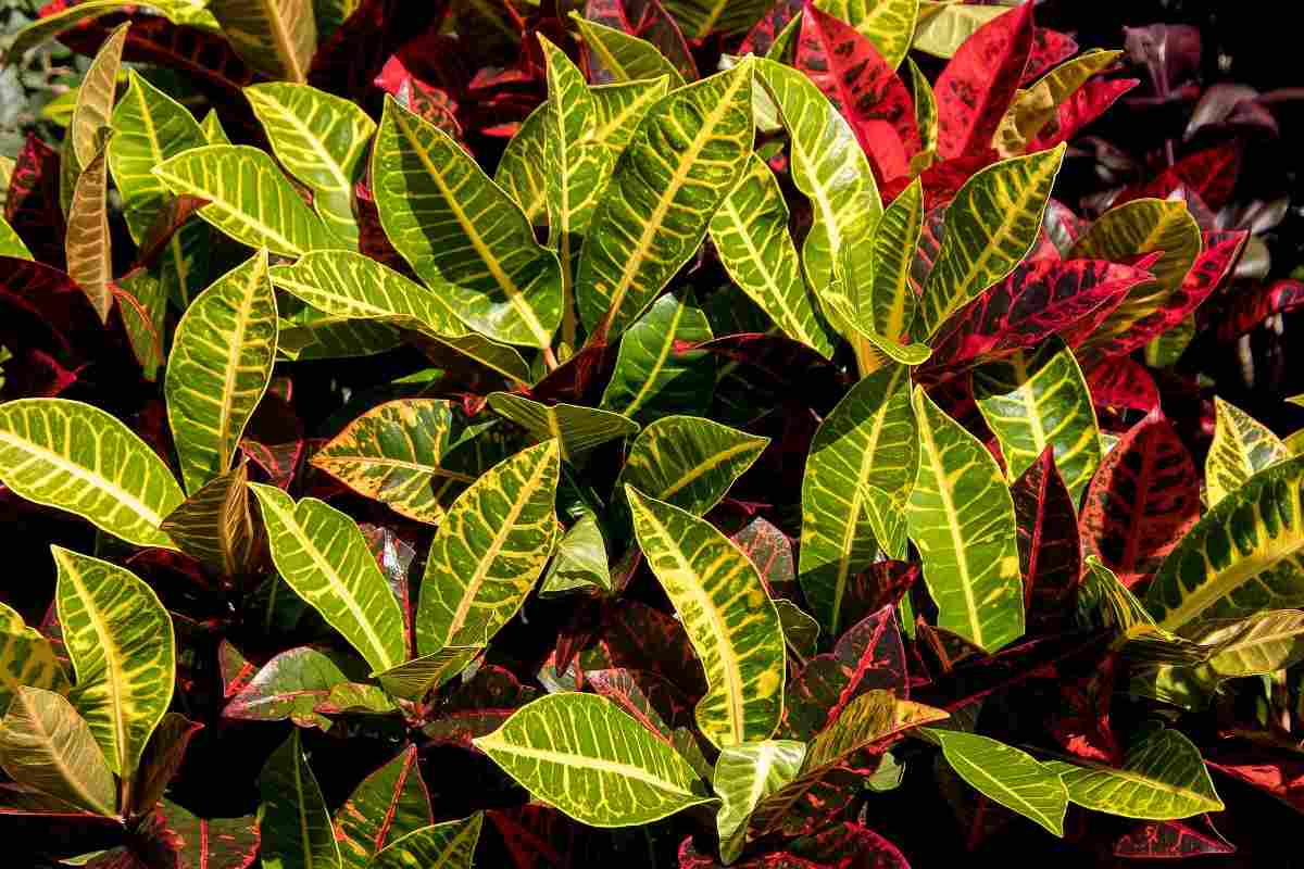 uide for Growing Croton Plants At Home 