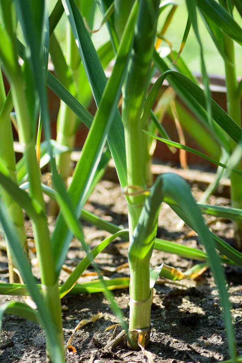 Conditions for Growing Garlic in Balcony