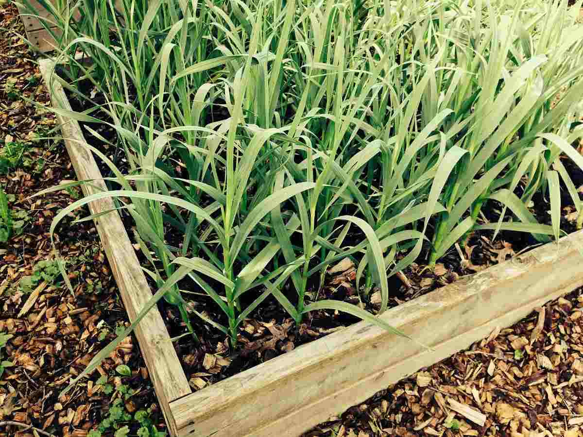 Procedure for Growing Garlic in Balcony