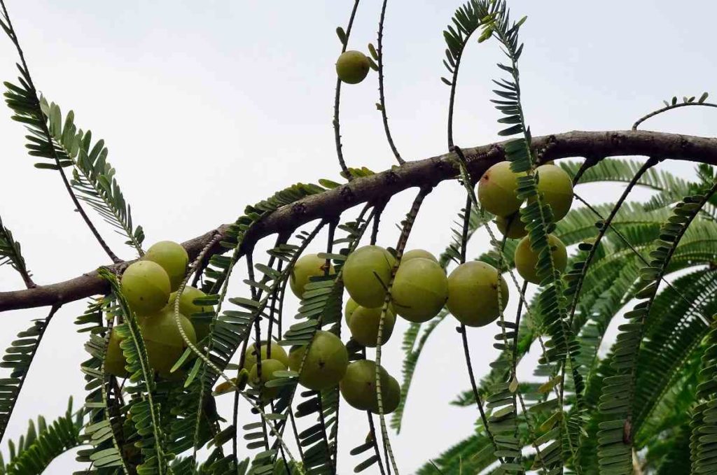 Climatic Conditions for Growing Amla at Home
