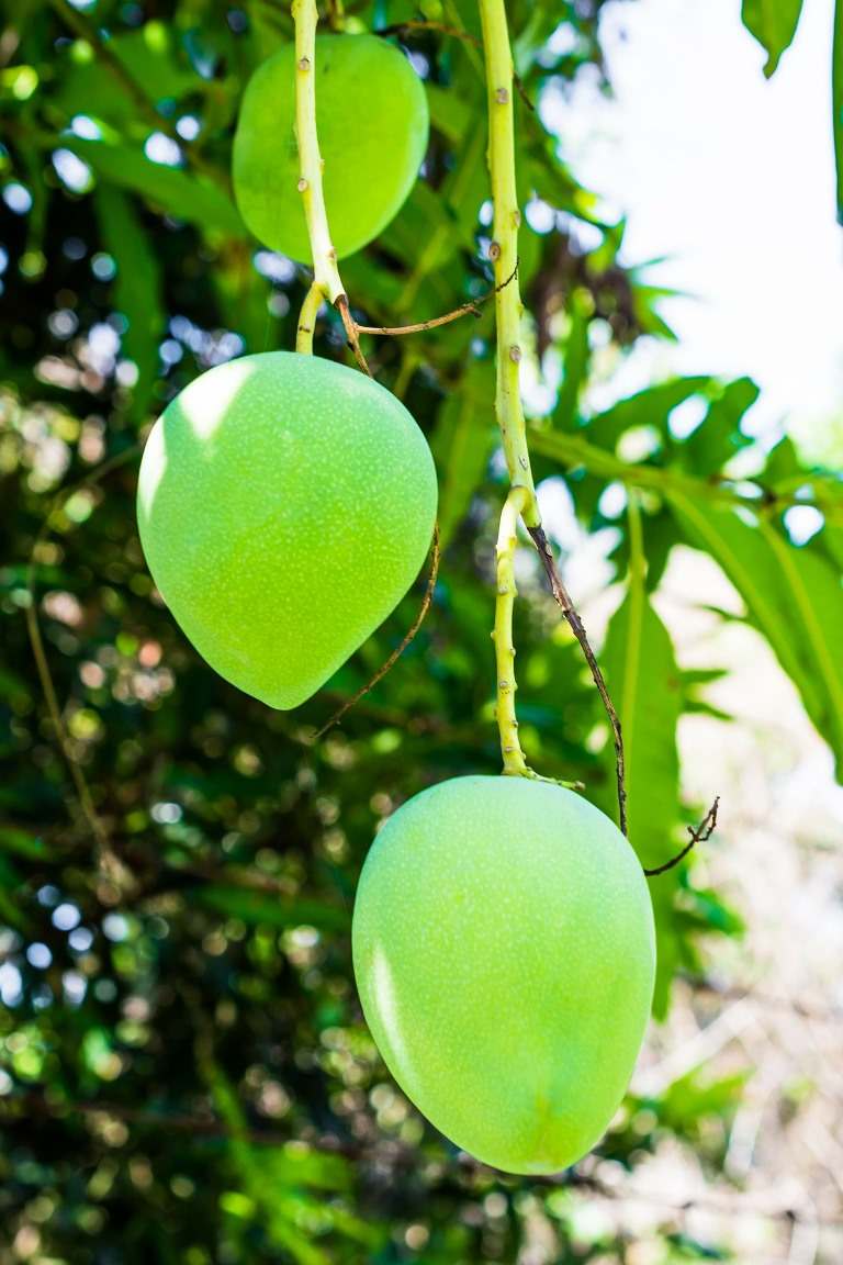 Pruning of Mango Tree