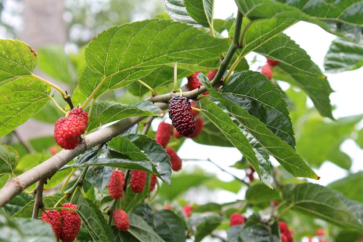 Pruning Requirement for Growing Mulberries