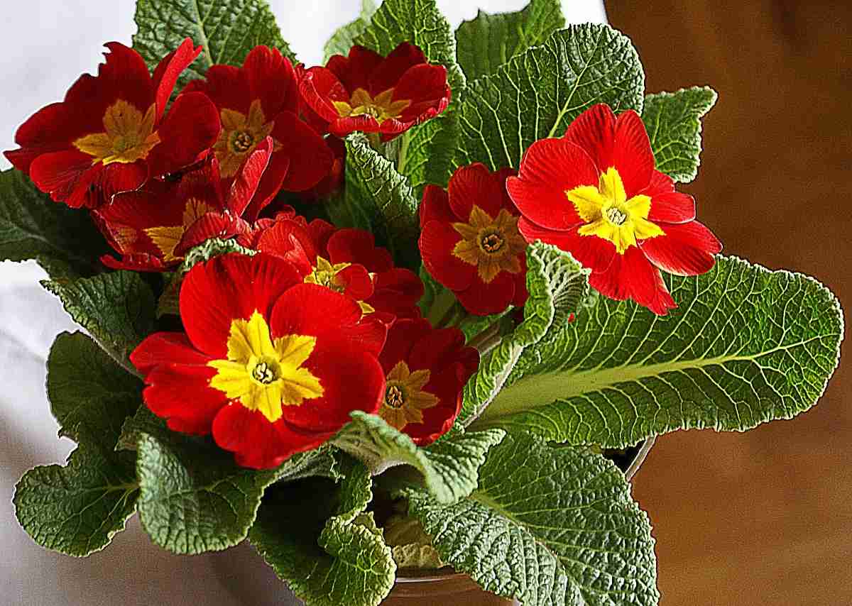 Type of Plants for Growing Flowers in Pots