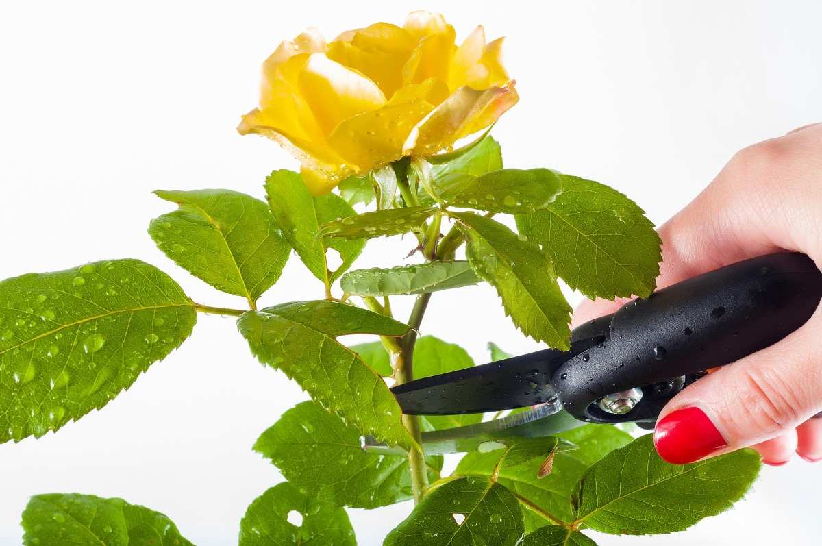 Pruning Procedure of Rose Plants