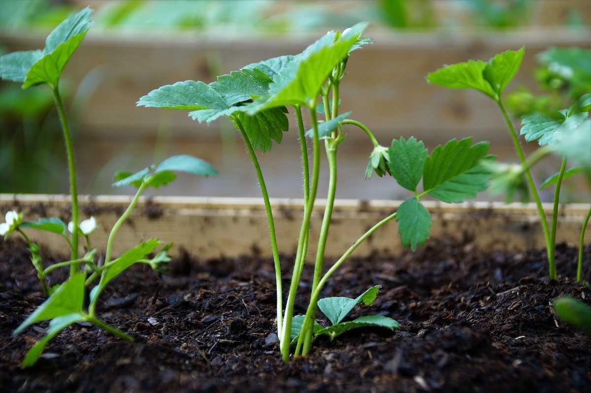 Soil for Growing Organic Strawberries
