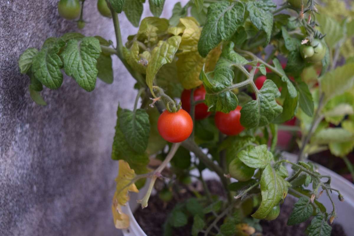 Suitable Containers for Growing Cherry Tomatoes
