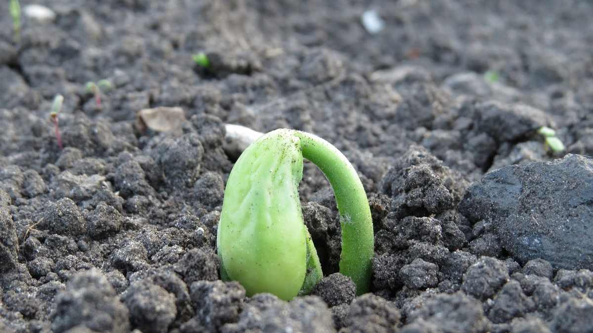 Beans Seed Germination.
