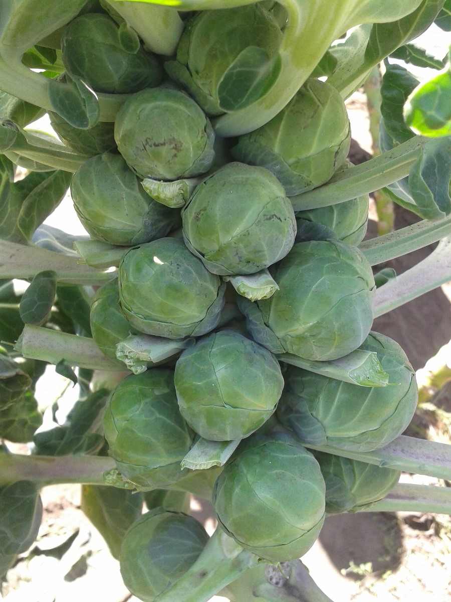 Growing Brussels Sprouts Hydroponically