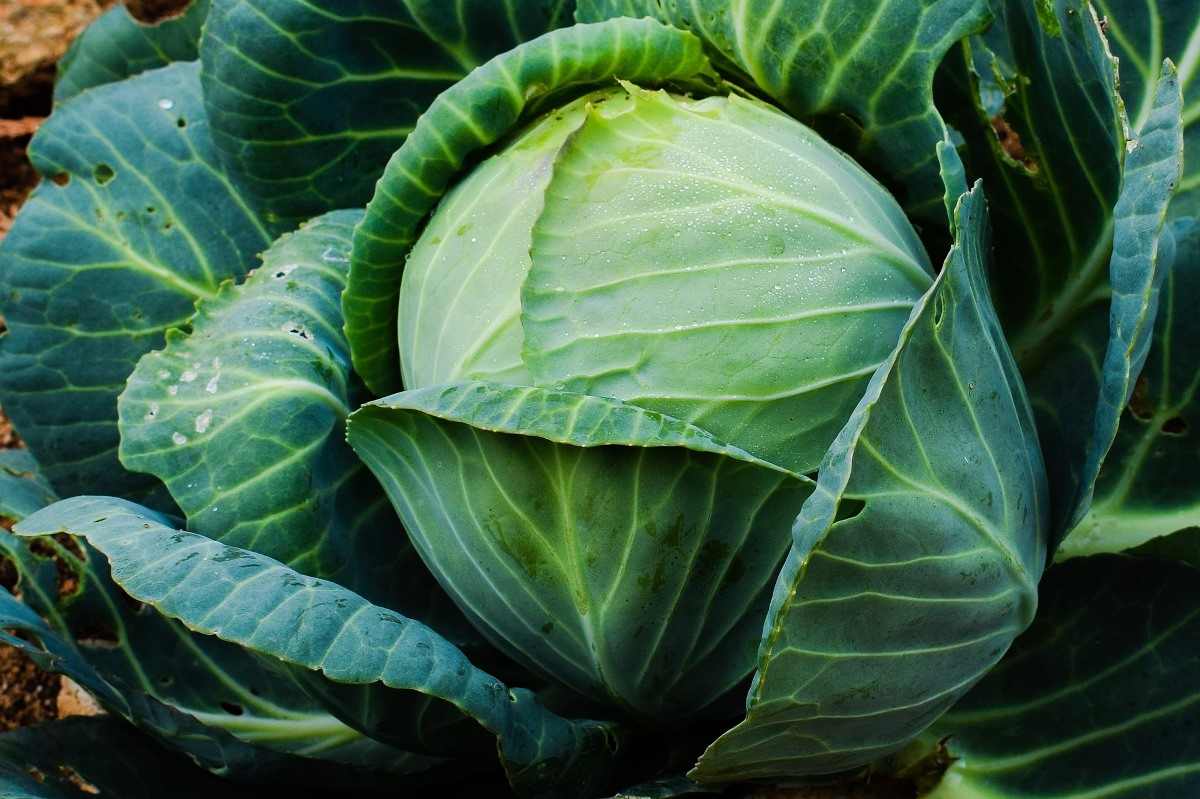 Polyhouse Cabbage