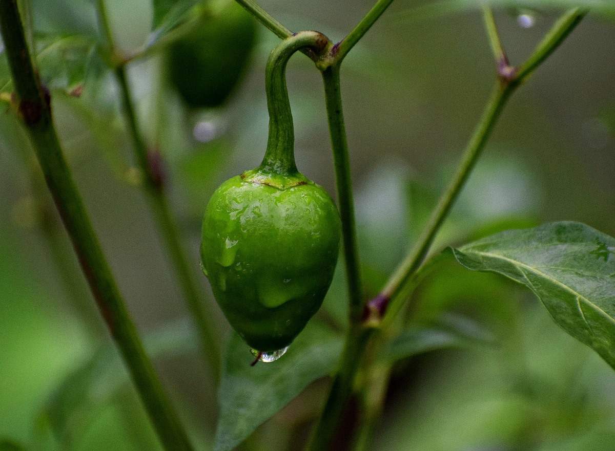 Irrigation Requirement for Growing Capsicum