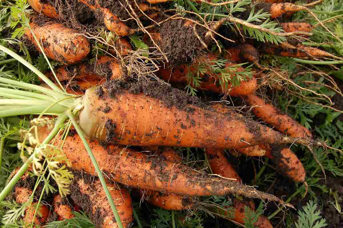 Harvested Carrots
