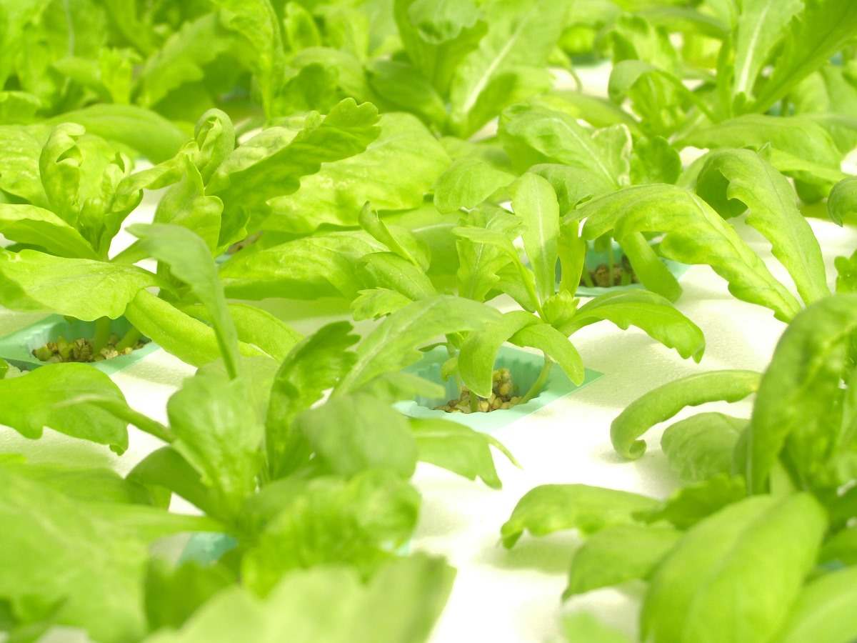 Growing Leafy Vegetables in Hydroponics