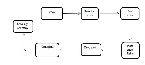 Vegetable Seed Germination Flow Chart 