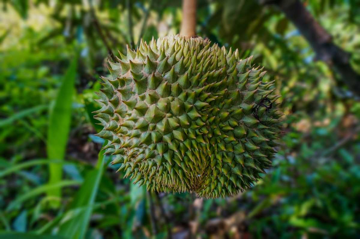 uestions for Growing Durian Fruit in Backyard