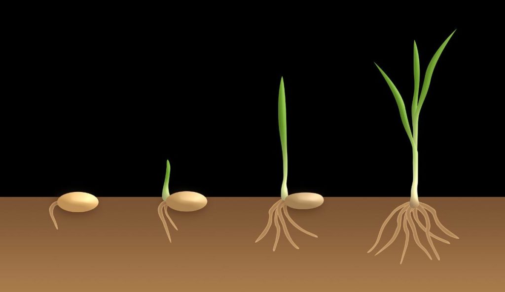 Guide to Improving Seed Germination