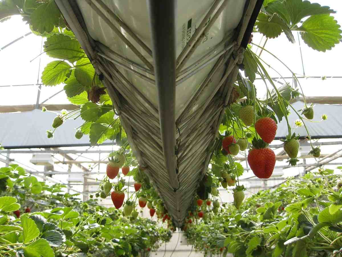 Light for Strawberries in Greenhouse