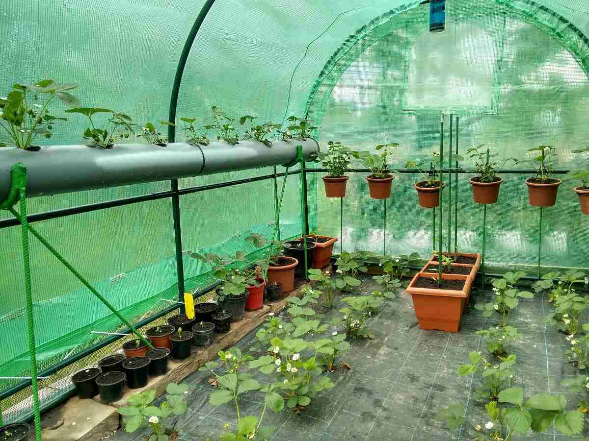 Best Ways to Growing Strawberries in Greenhouse