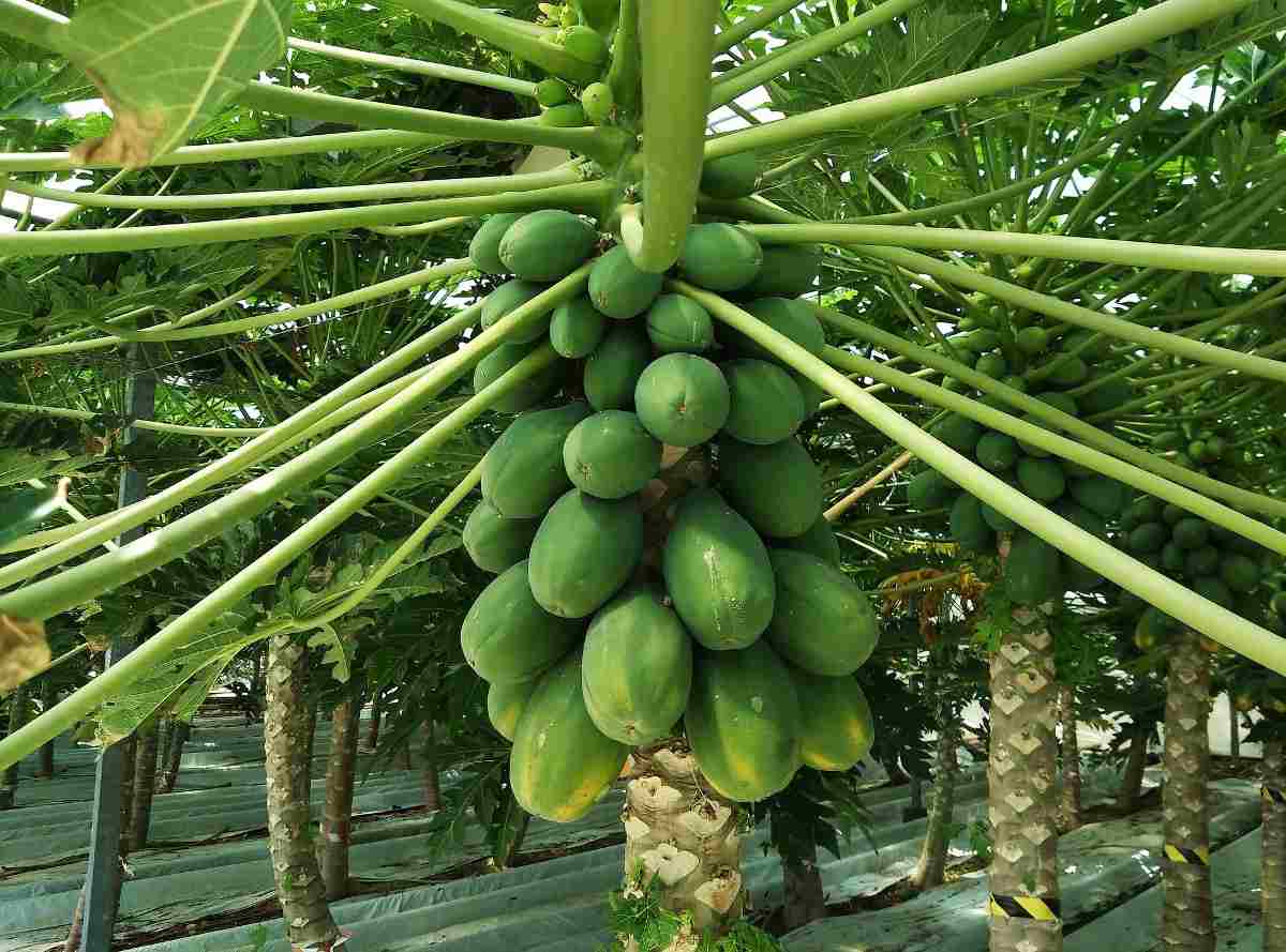 Guide for Growing Papaya in Polyhouse
