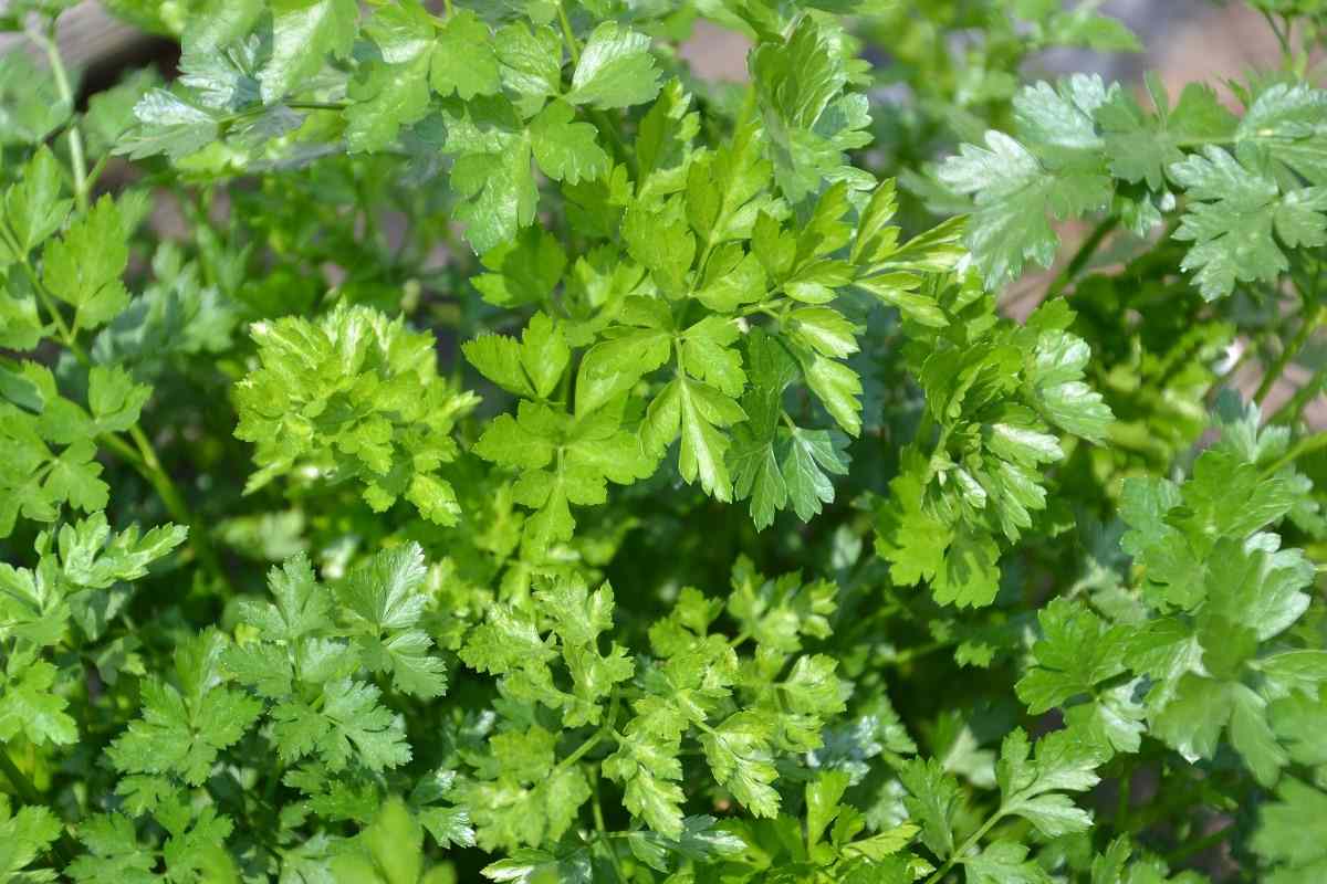 Ideal conditions for Growing Parsley Hydroponically