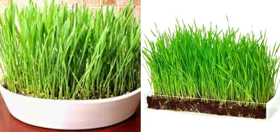 Soil Requirement for Growing Wheatgrass