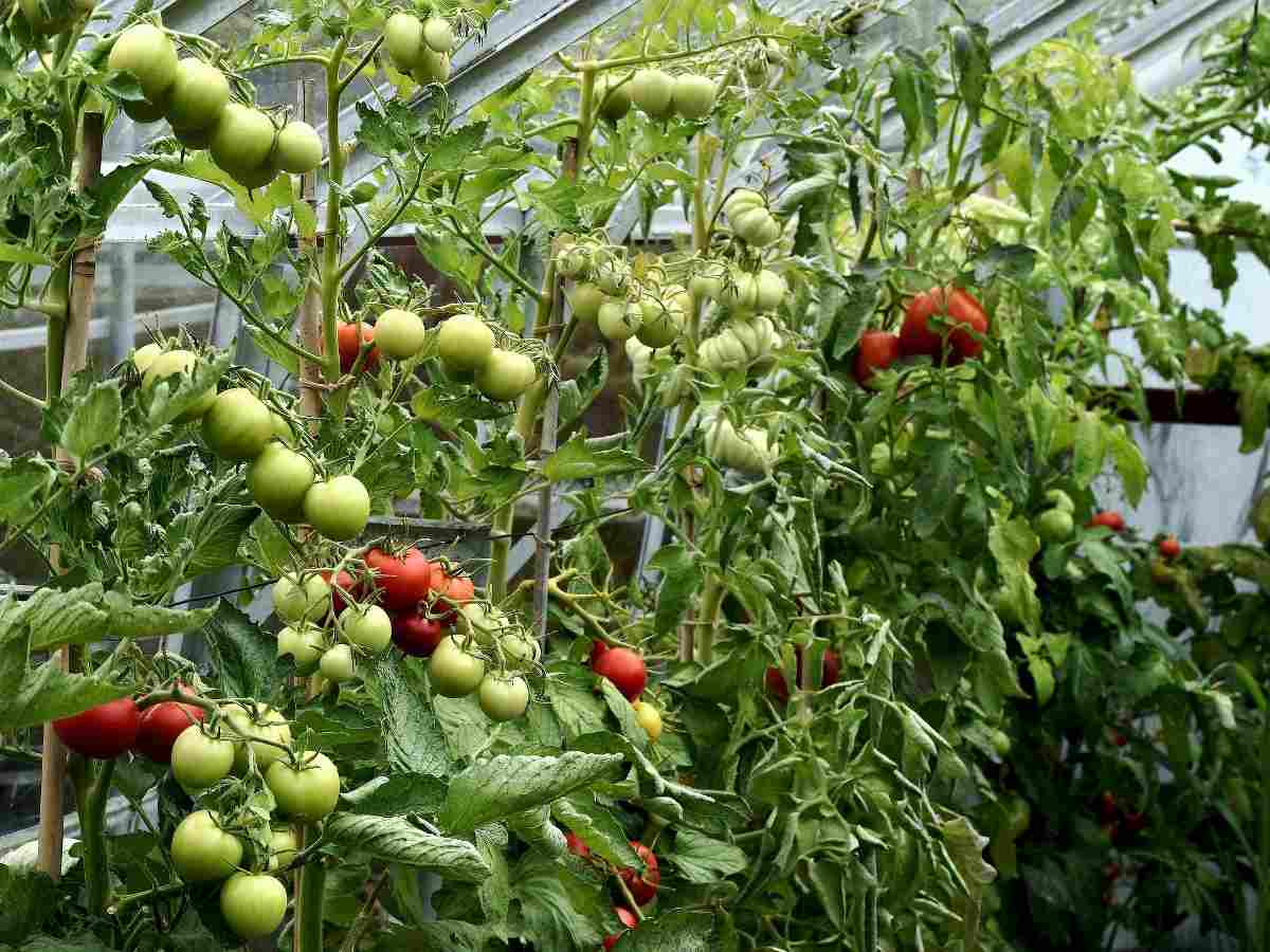 Tomato Plant Problems in Greenhouse