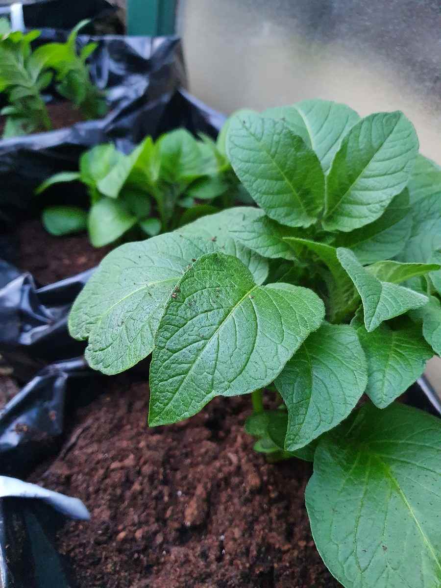 Baby Potato Plant