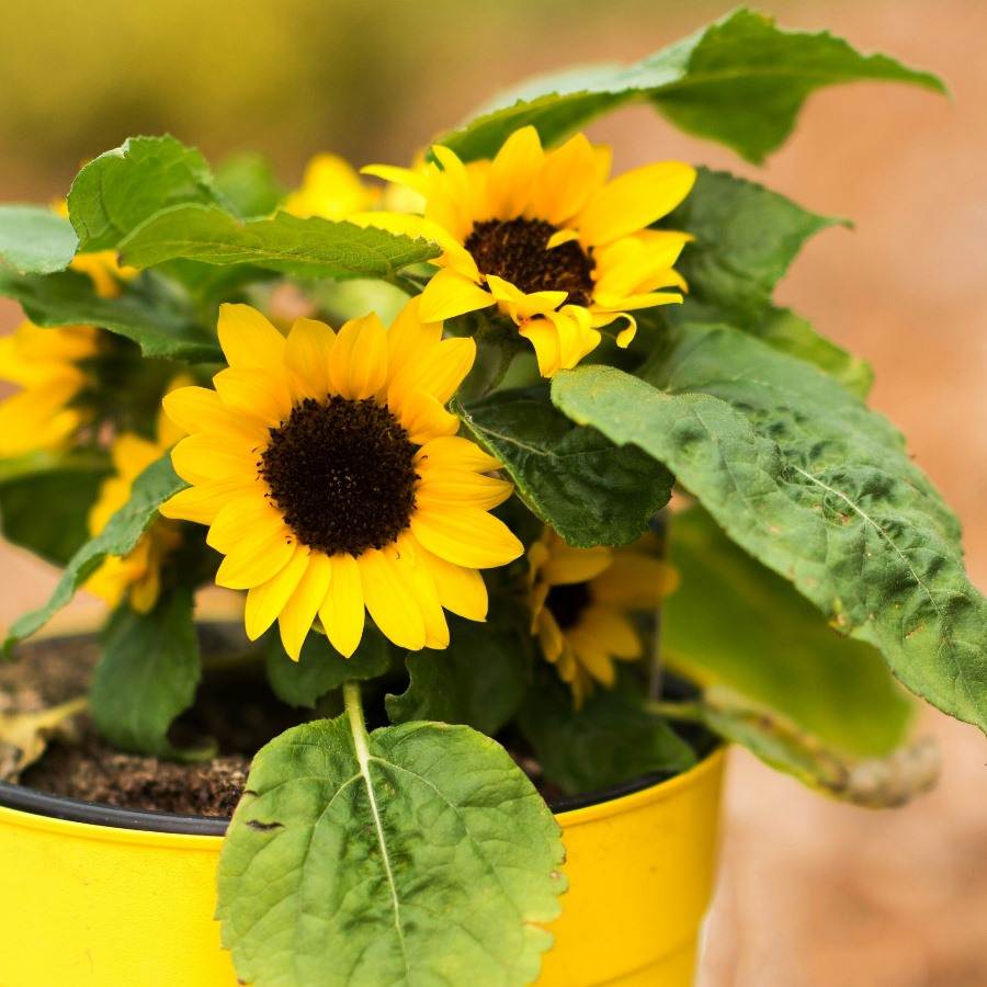 Growing Sunflower In Pots From Seed At Home Gardening Tips