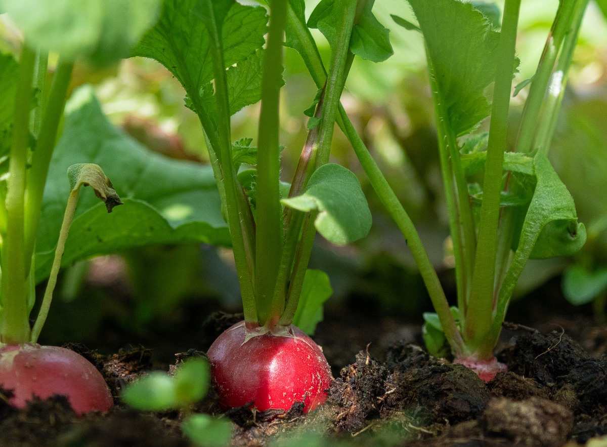 Guide for Growing Radish in Greenhouse