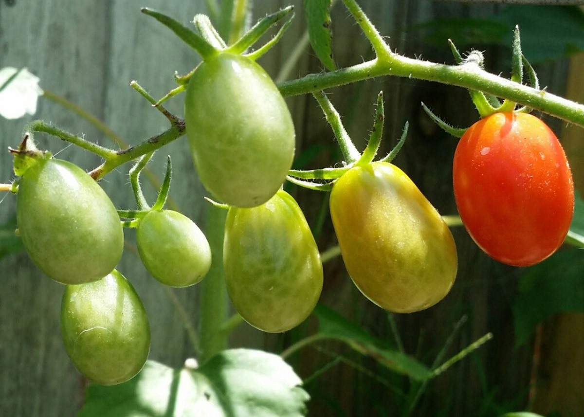 Growing Roma Tomatoes In Pots - From Seeds At Home