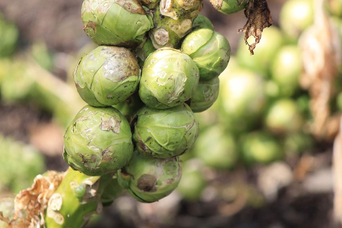 Hydroponic Brussels Sprouts