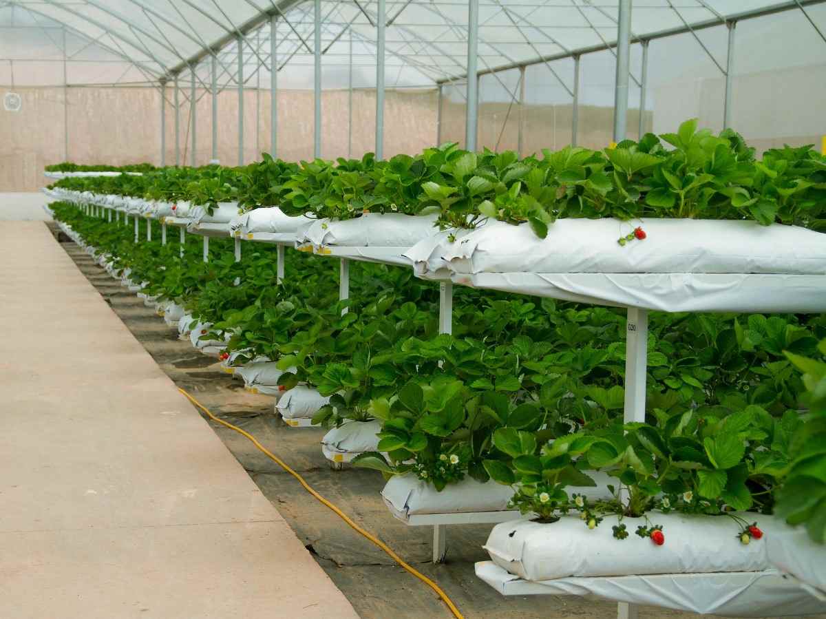 Growing Strawberries in Greenhouse