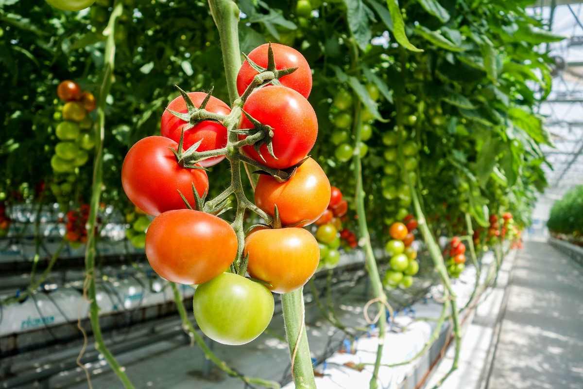 Guide for Growing Tomatoes in Greenhouse